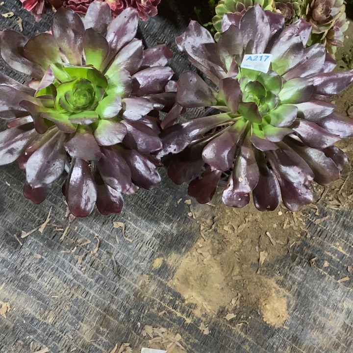 钰***儿两个216217。              