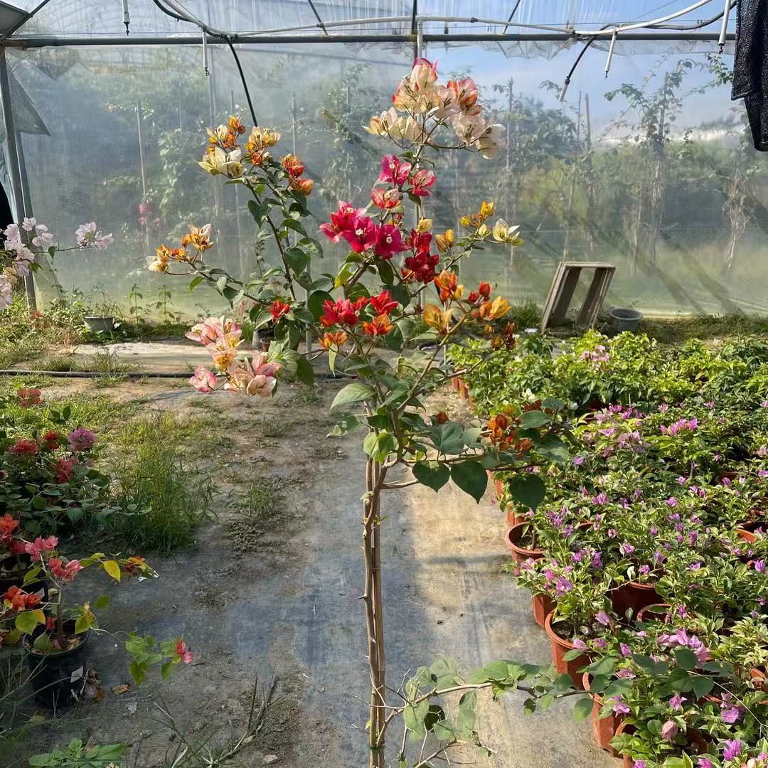 三角梅一物一拍盆栽花卉勤花爬藤四季开花带花发货