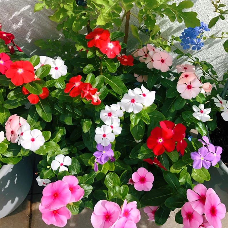 常春花盆栽(进口品种 耐热 开花机器)庭院阳台好养花