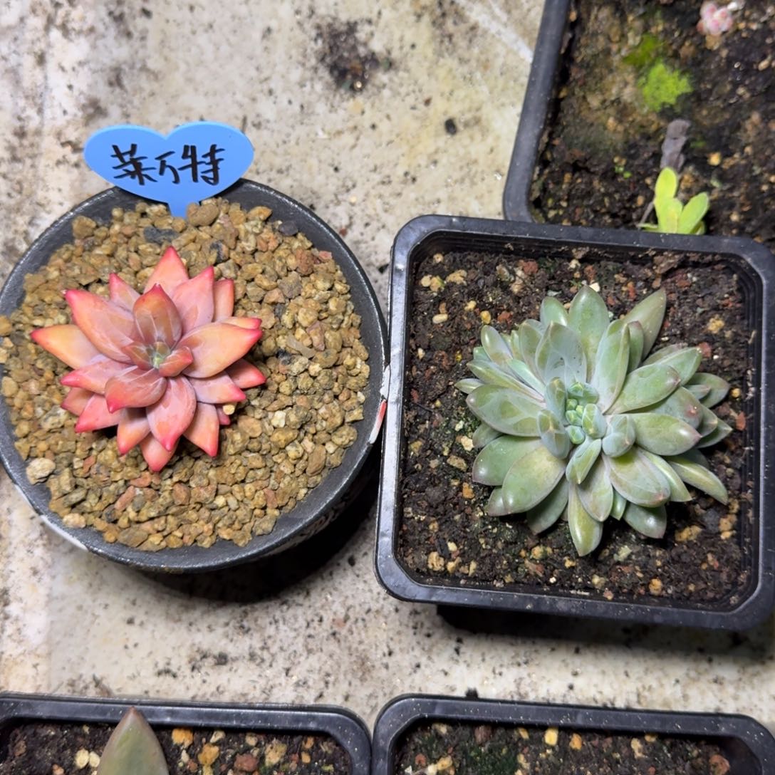 莱万特 群生 一物一拍