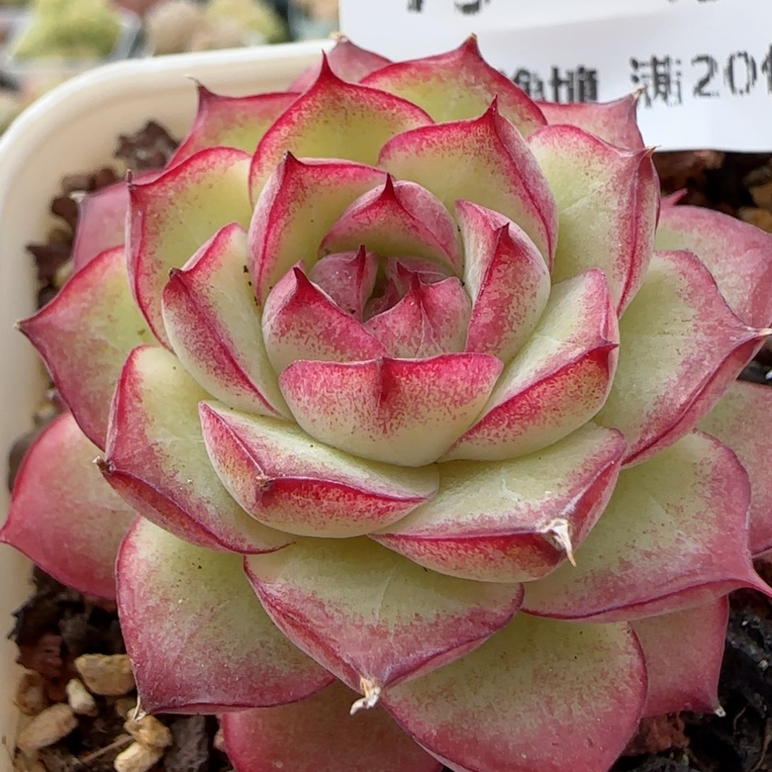 花语逸境0113-79女王