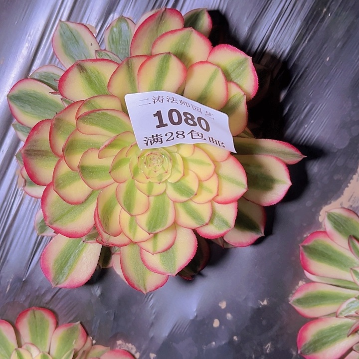 1080倾城多肉2号棚