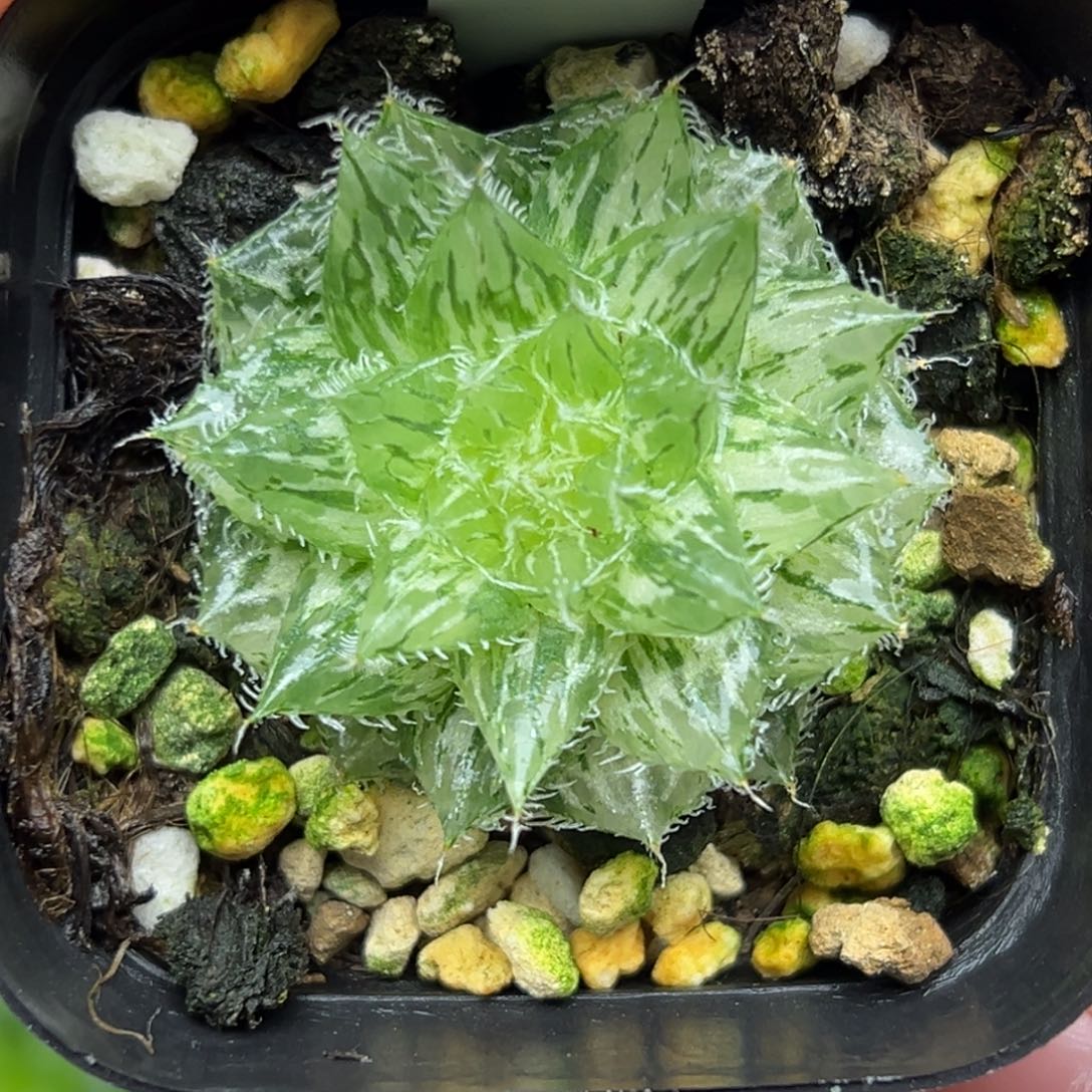 41塞米维娅玉露锦