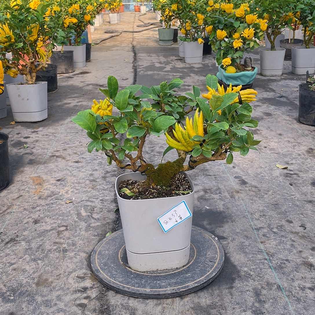 无花朵金佛手补差价