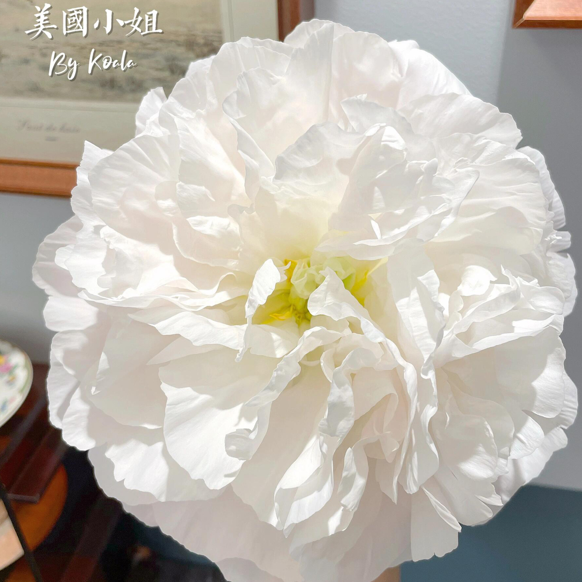 美国小姐粉色系千层重瓣芍药基地直发