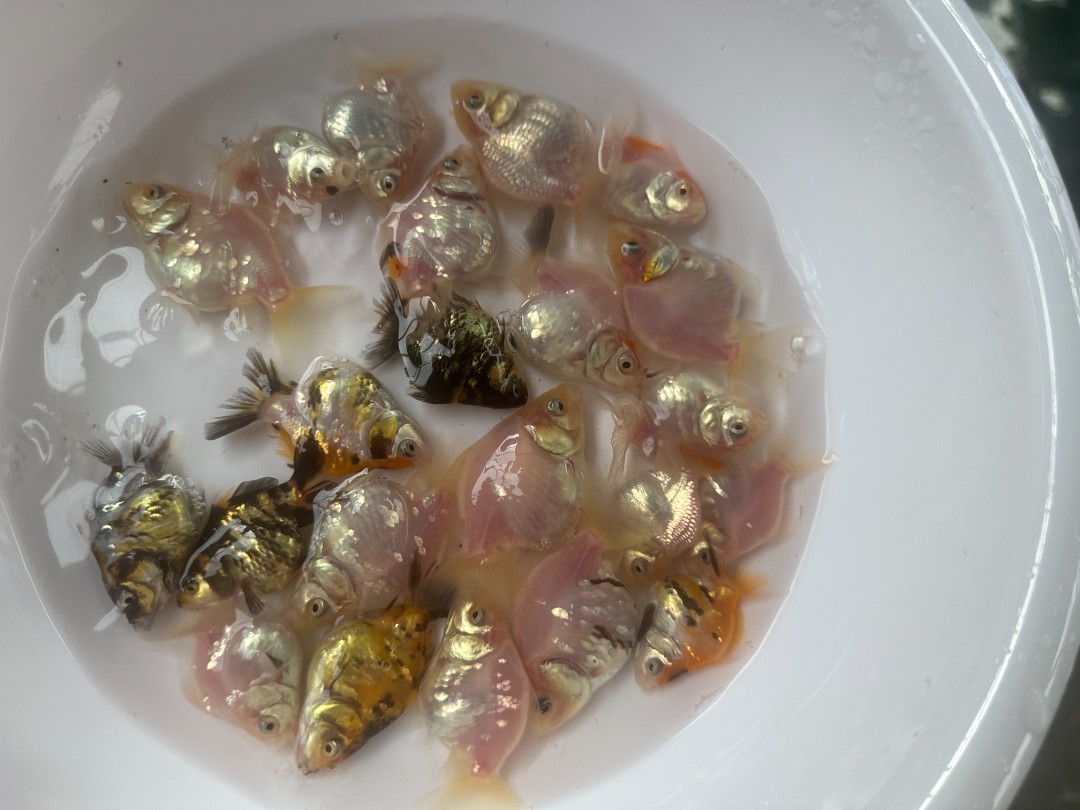 原泰F1 NK白虎苗 亚成 4-10CM 顺丰包邮到家