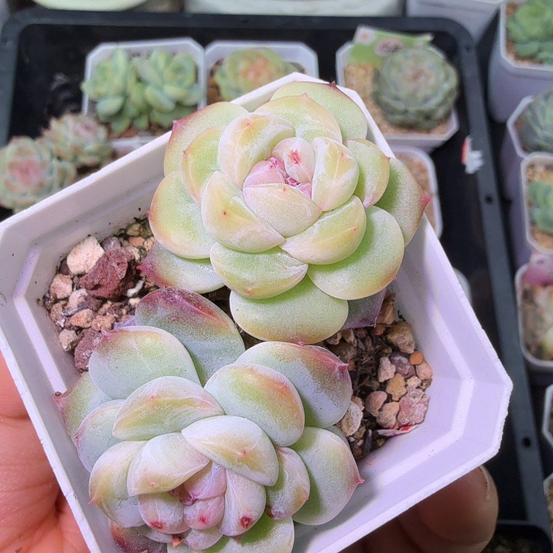 干冰开播福利双头二十包邮