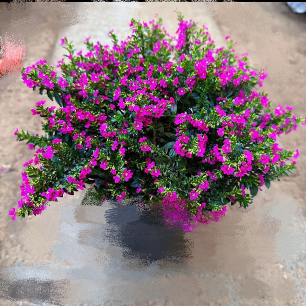 【缤纷甄选】精品开花机器满天星140规格到手一盆