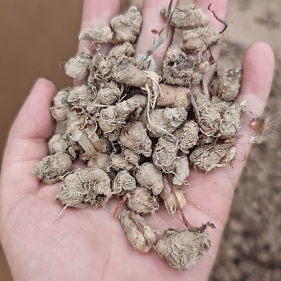 5颗雾冰玉盲盒一起发！！！