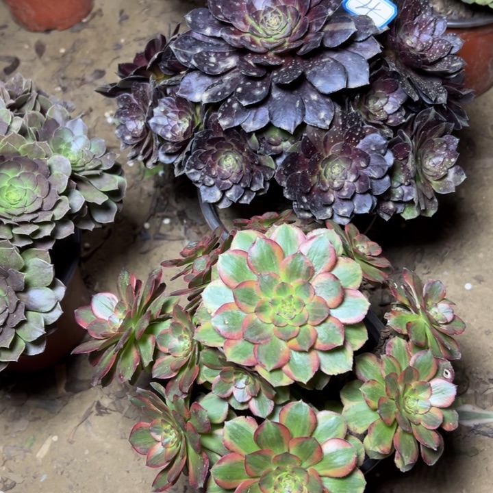 多肉植物断枝不包4