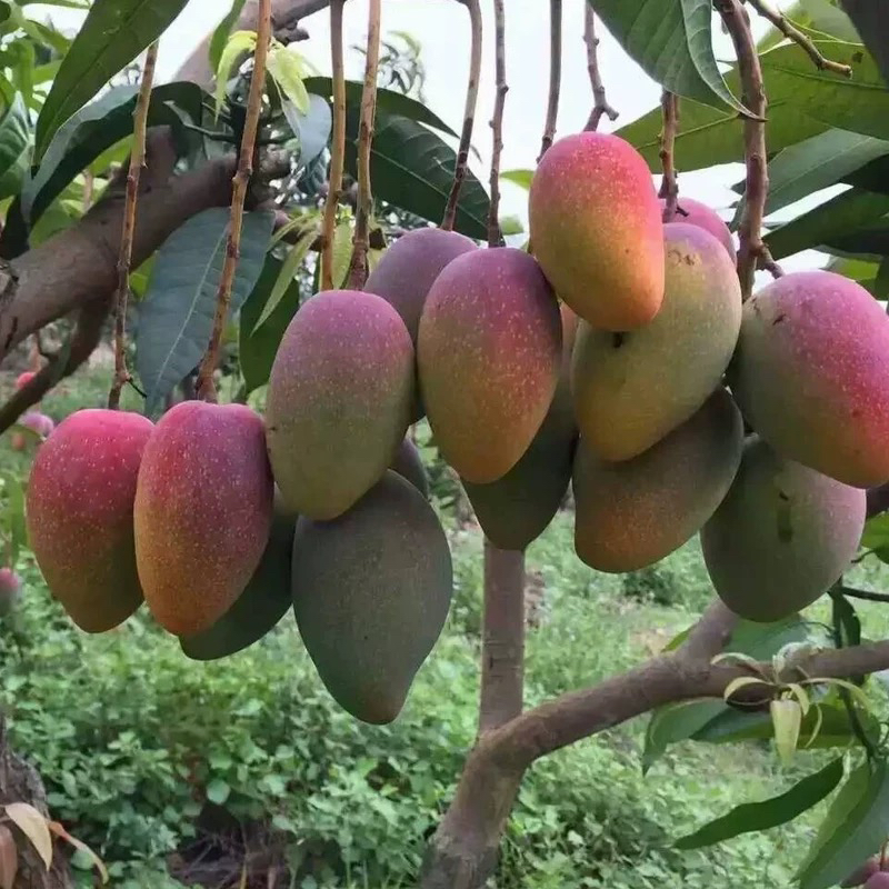 海南七彩神仙芒果2公斤海南省