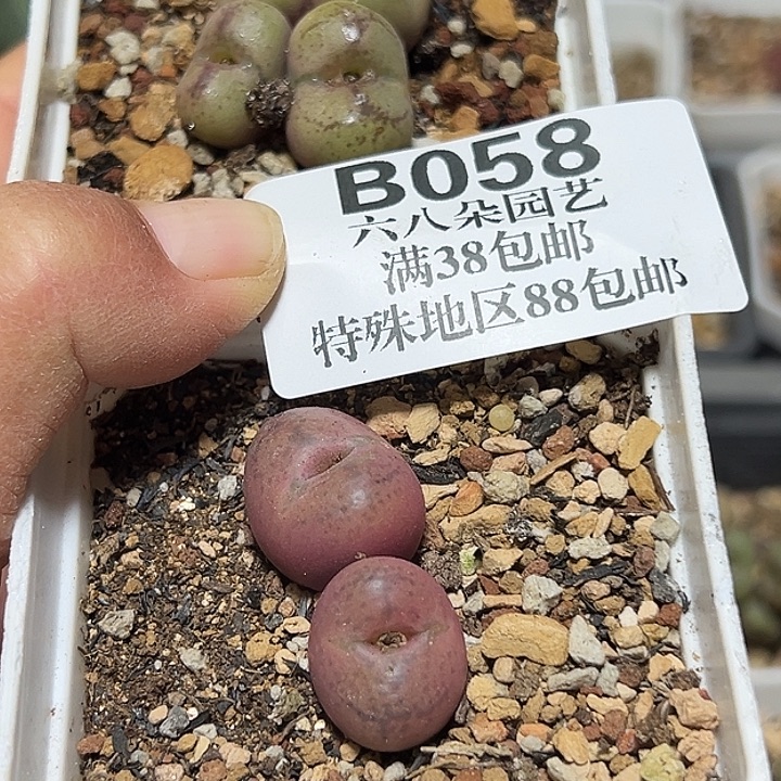 6***i058号毛杂2个多肉植物