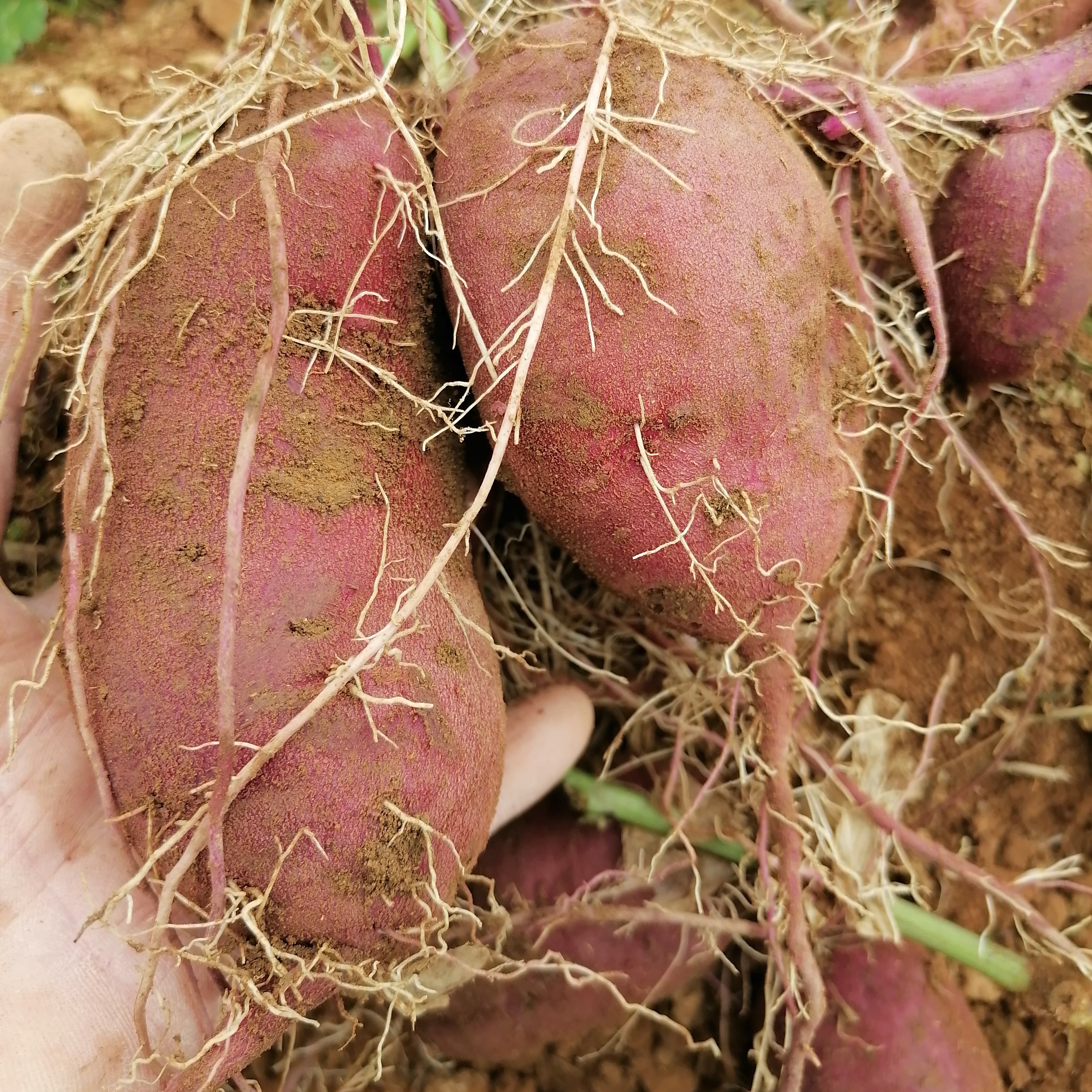 贵州高山农家自种紫薯