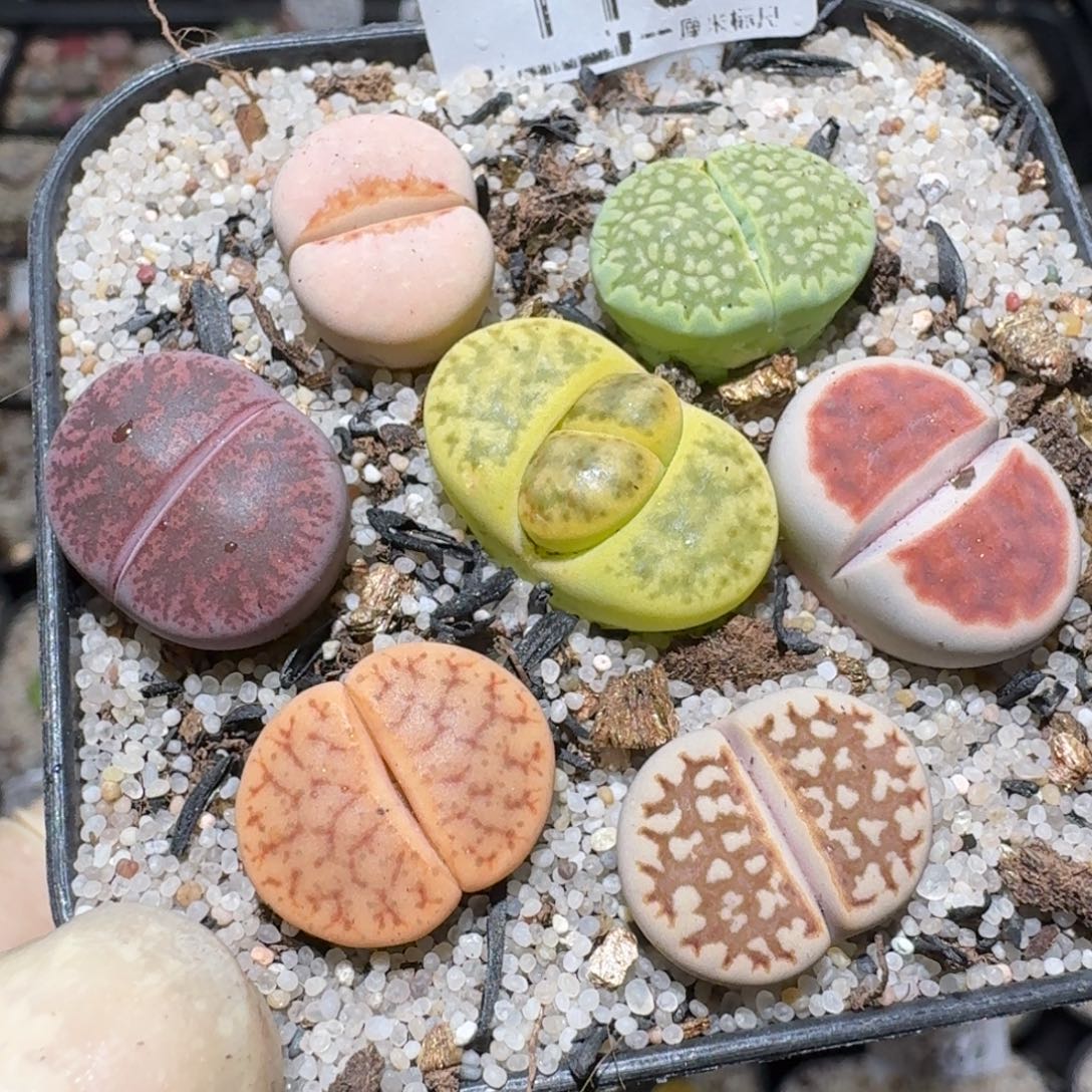 zz生石花肉锥1109