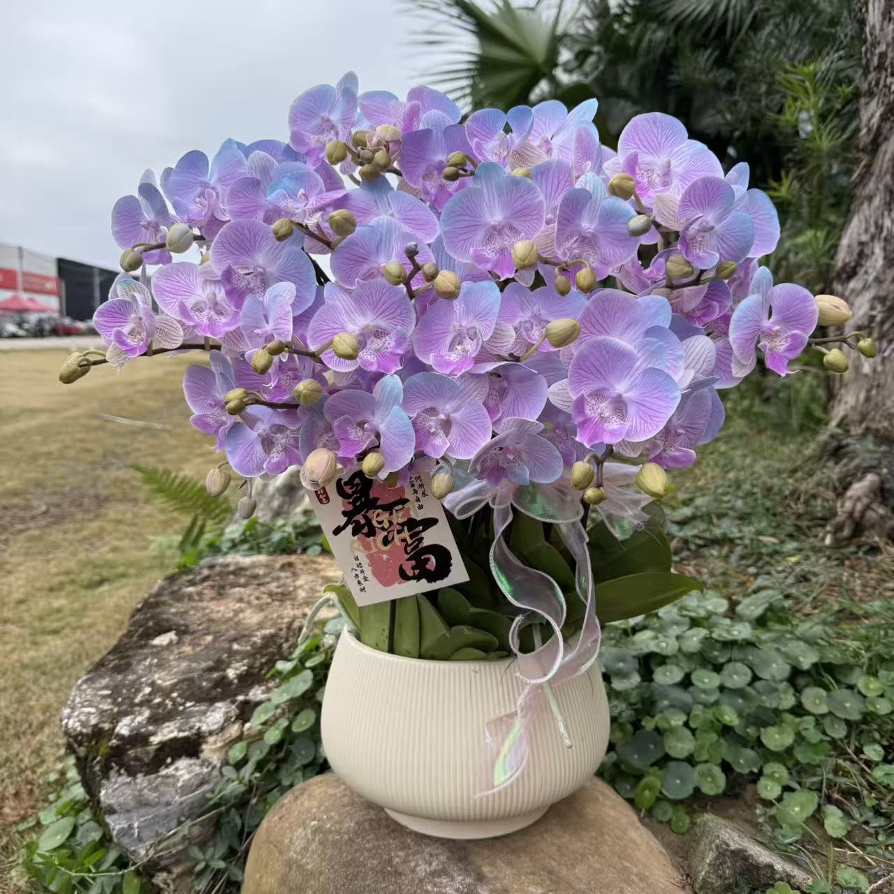  蝴蝶兰《极光妖娆》 稀缺工艺小众品种 带香味梦幻色系爆款 室内花