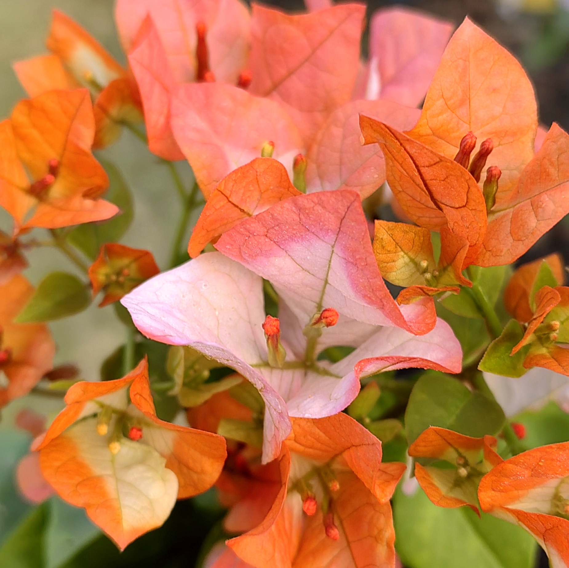 【橙口红】橙、粉、白交错相间，勤花丰花四季开花，0.5加仑盆阳台庭院