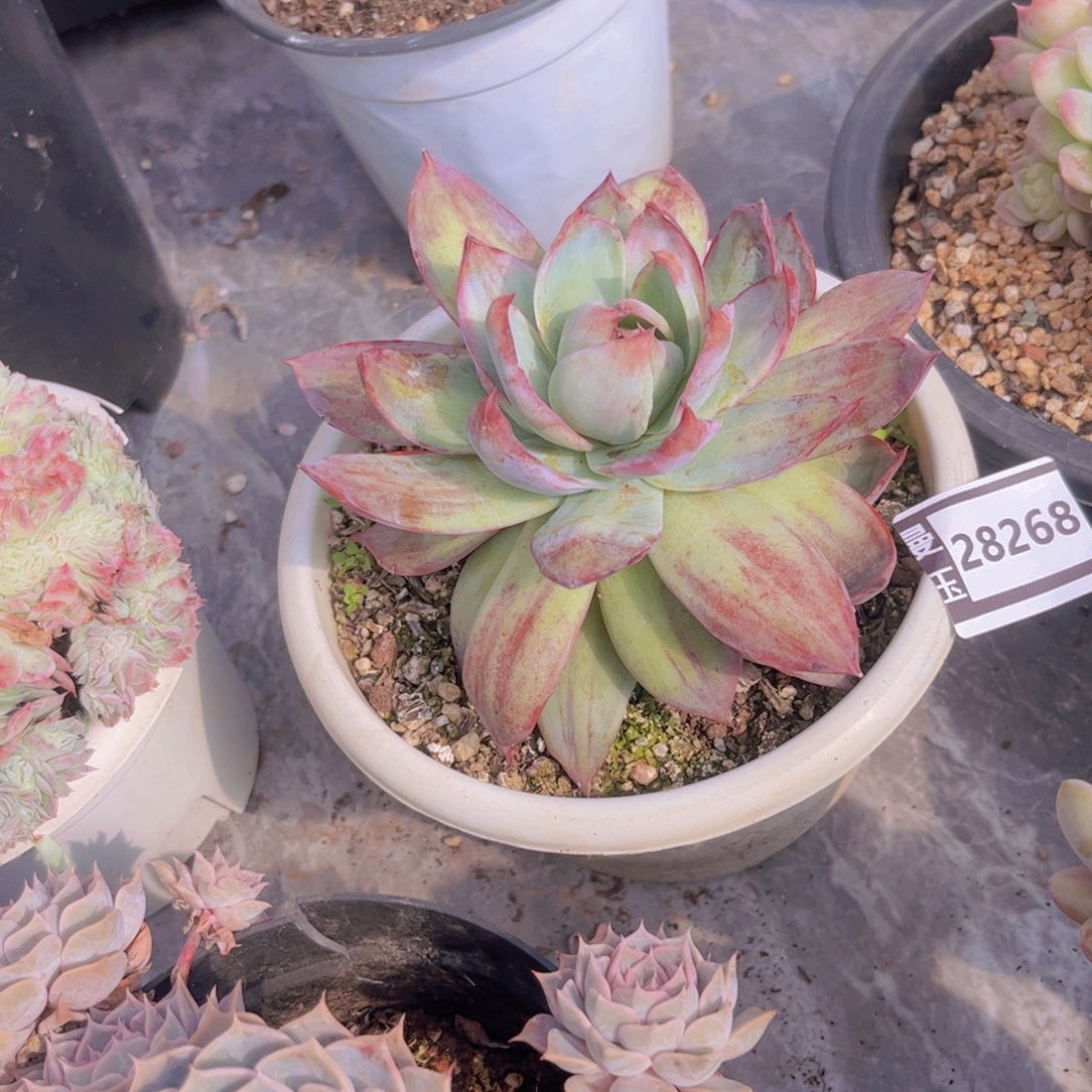 惊鸿多肉植物28268