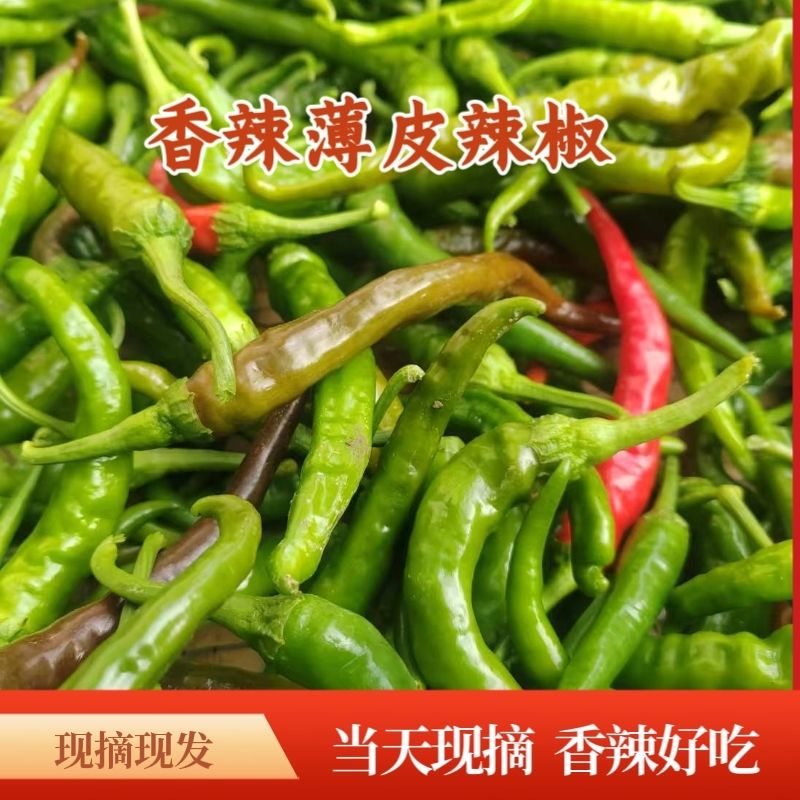 新鲜辣椒小尖椒螺丝尖椒薄皮勾椒邳州本地土辣椒特辣香辣好吃