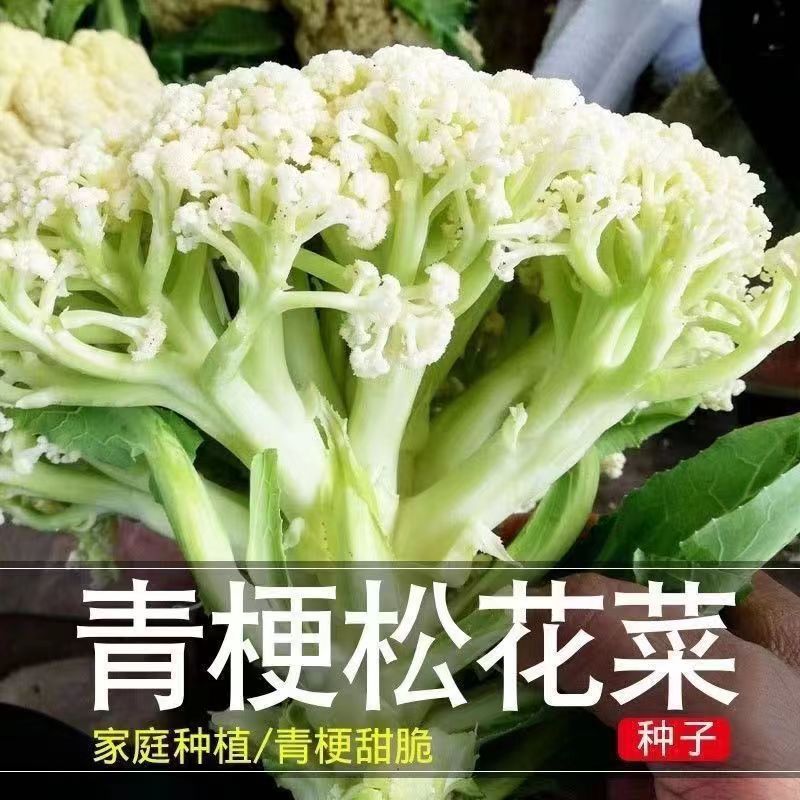 雪妃100花菜种子散花青梗白色黄心菜花种籽西兰花苗松花椰菜种子
