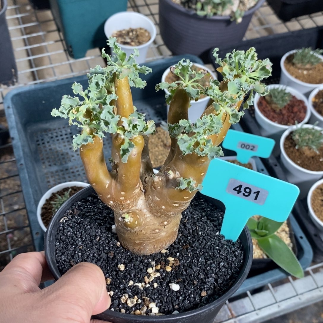 格加杂雪鹿厚炖菊多肉