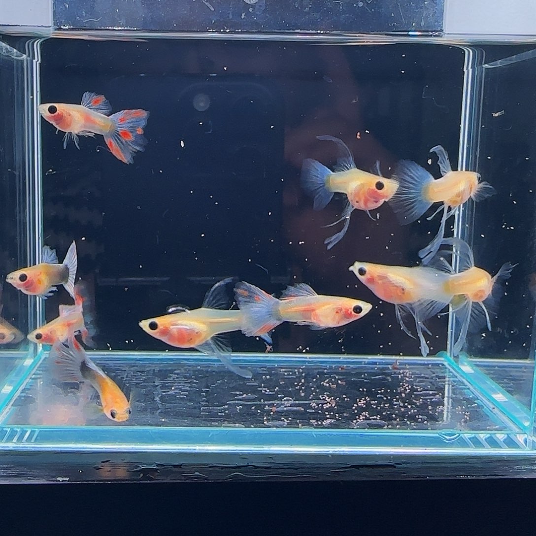 孔雀鱼黄肉蓝礼服玻璃猫大C 5对