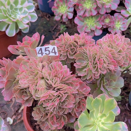 菩***M多肉植物一个香非追有伤