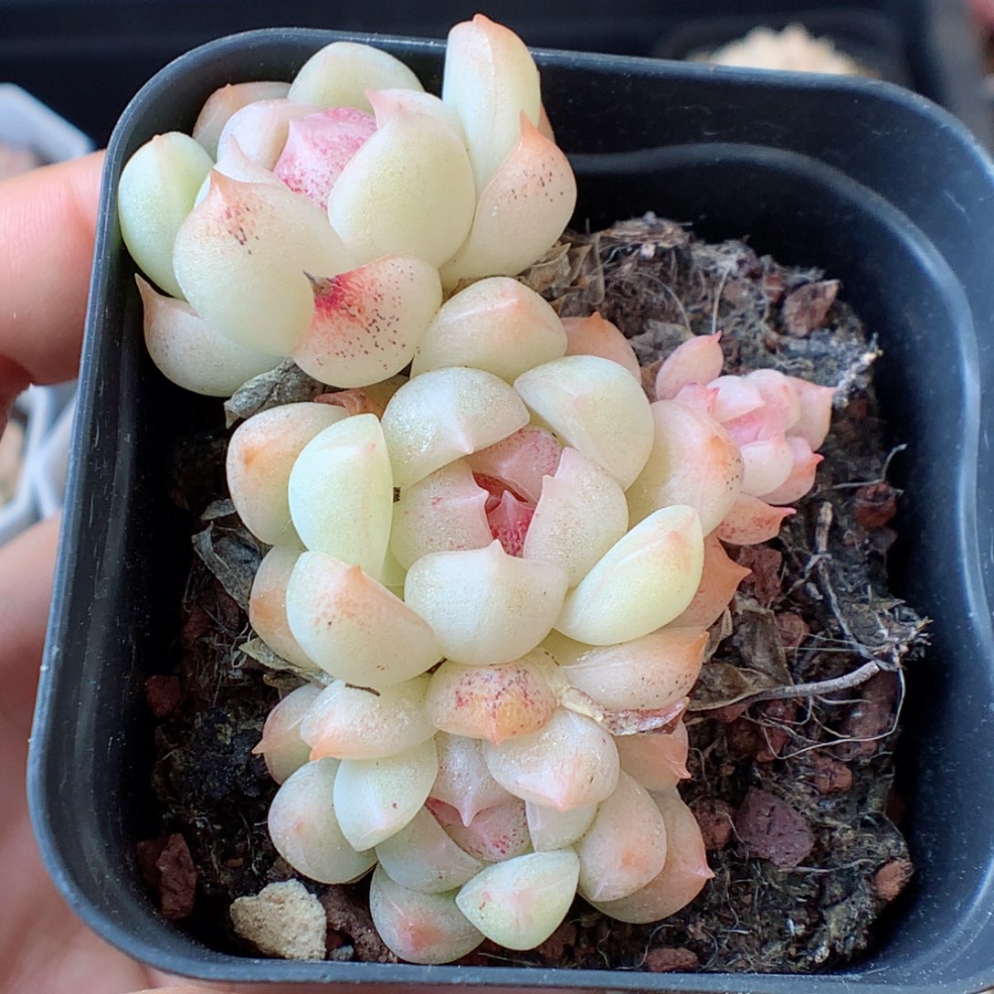 一物一拍精品多肉。1112