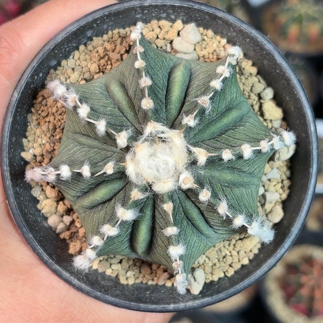 泰系实生米哈仙人球1000