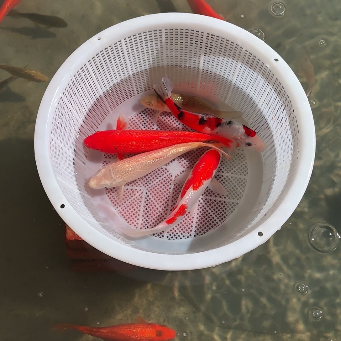 蛋***挞锦鲤锦鲤活体好养耐活观赏鱼锦鲤