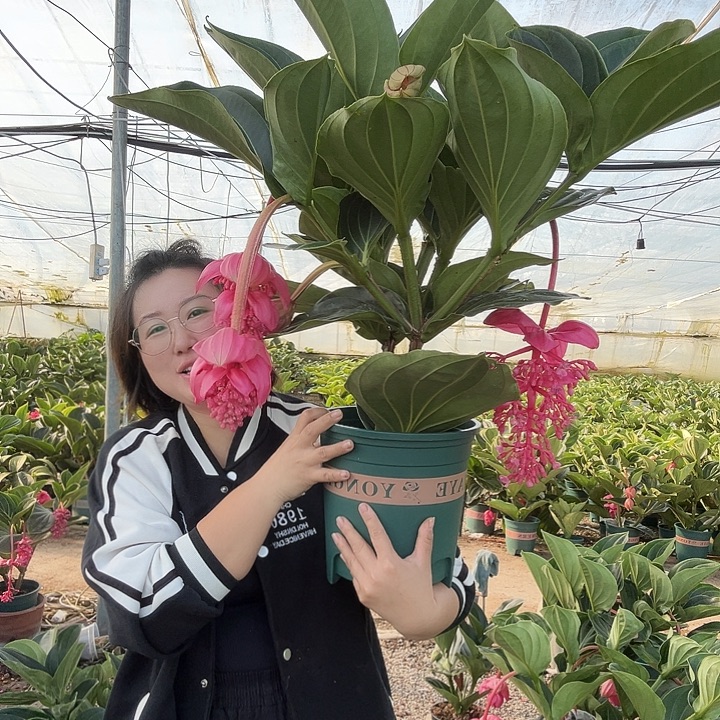 小****少量花朵（建议范围：2朵-5朵 或40%以下）