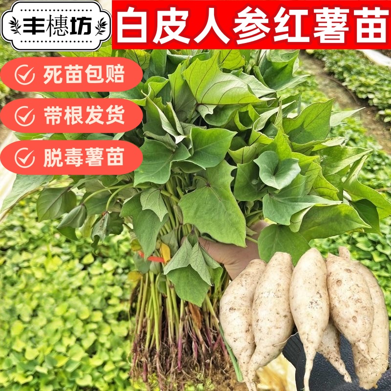 【人参白皮薯】现采现发人参薯秧苗红薯秧苗包正品健康美味软糯香甜