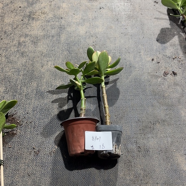 在***3当前无花栽培后可以开花新花 紫叶18
