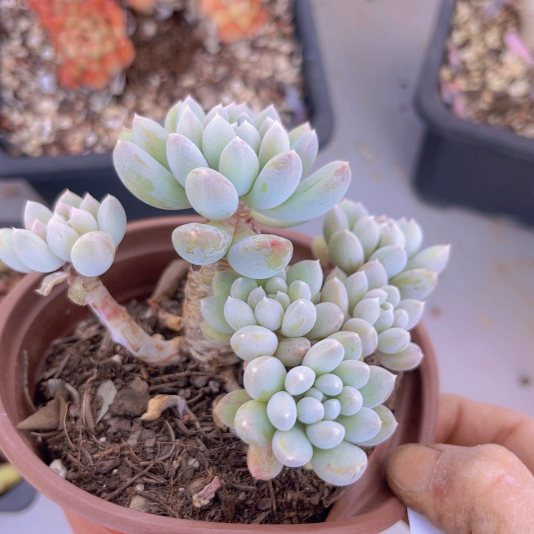 小叶奶糖29103多肉植物