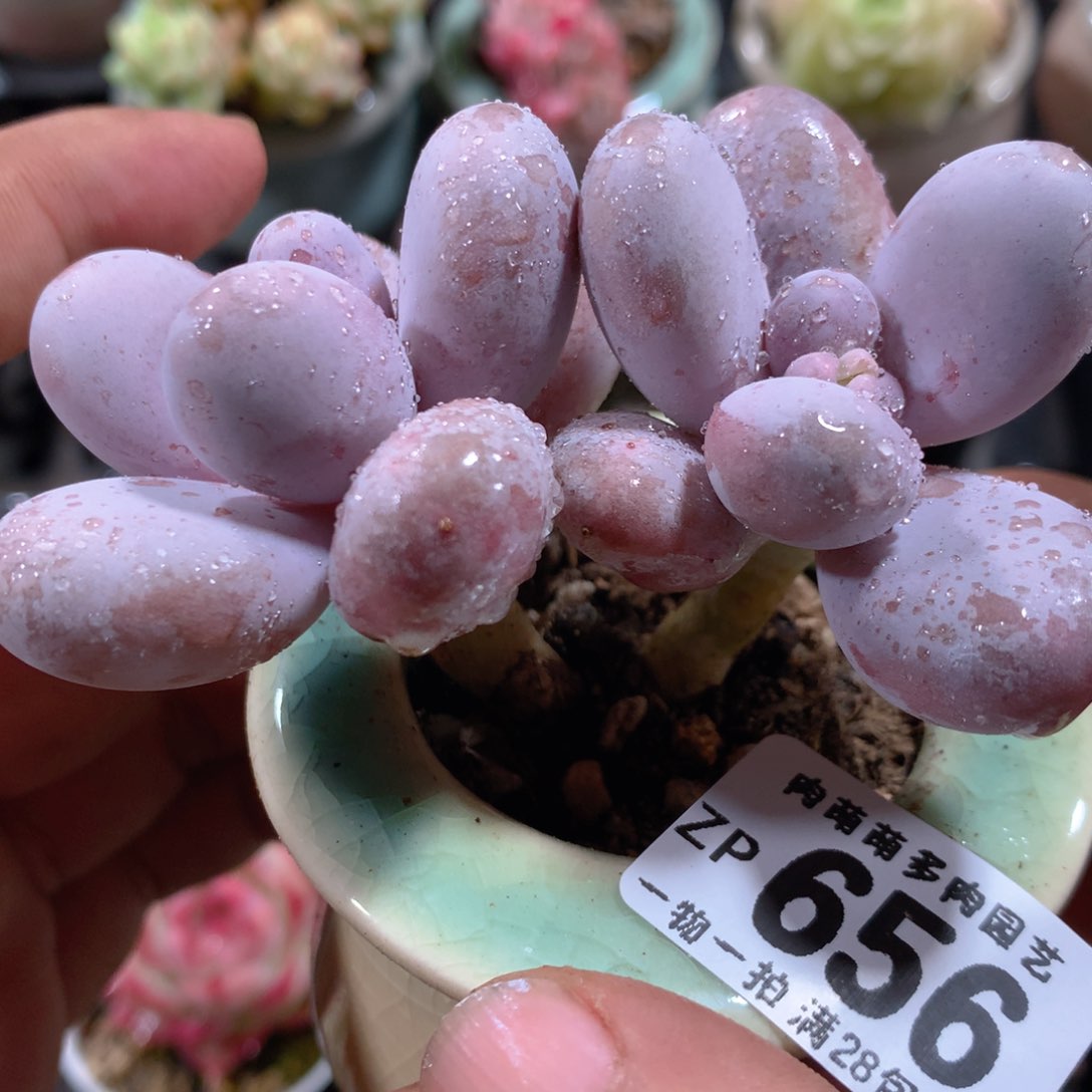 5CM拇指盆精控多肉ZP656