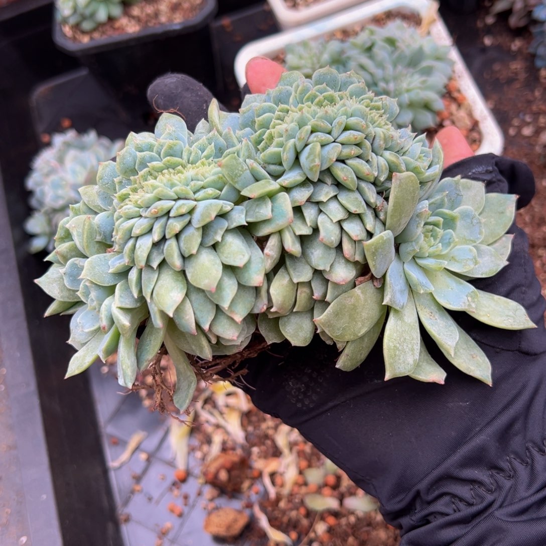 冰魄缀绿体 天天开心