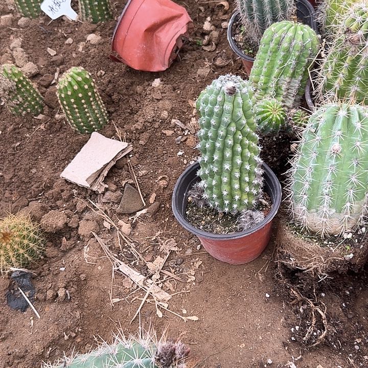 康*116号一共15个