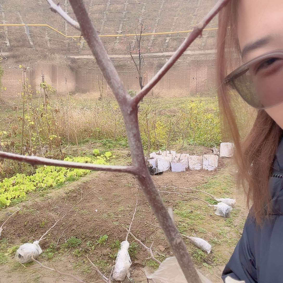 完全开放山西蟠枣种植基地发货