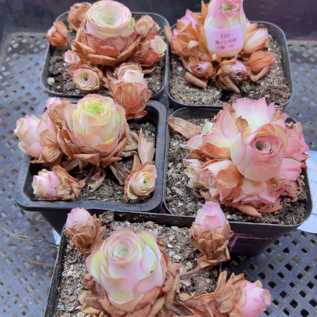 330 带盆土发货无售后