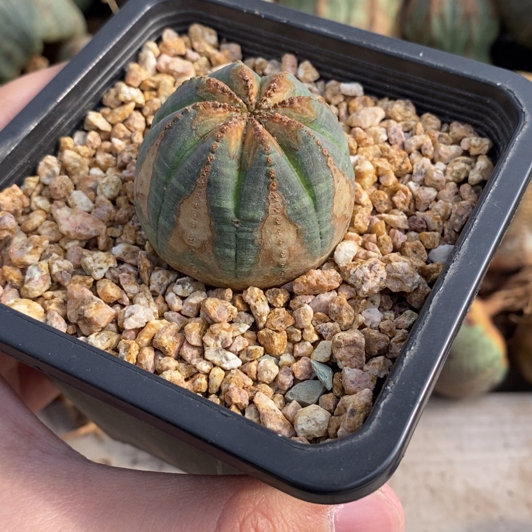 0***1欧系实生布纹球多肉植物