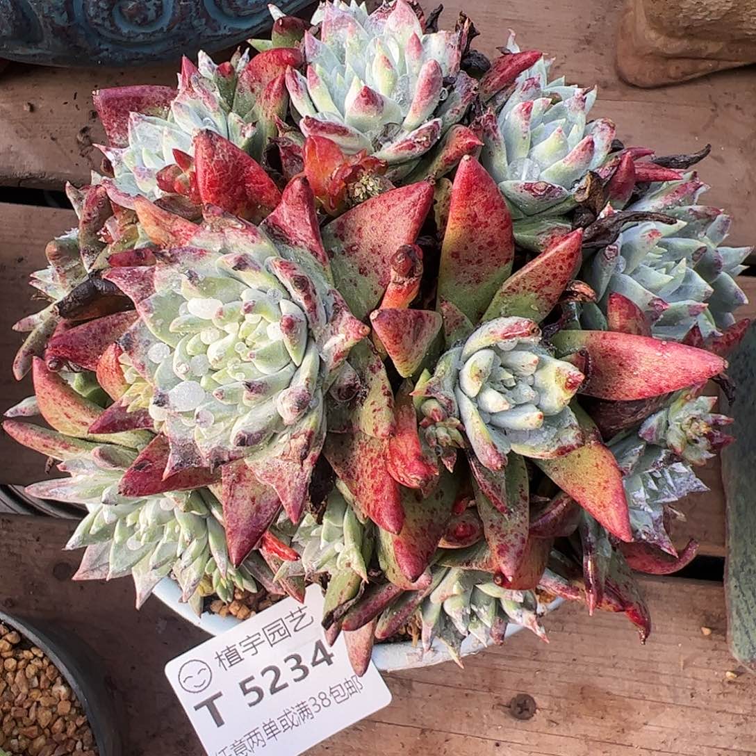 5234法瑞白雪仙女杯