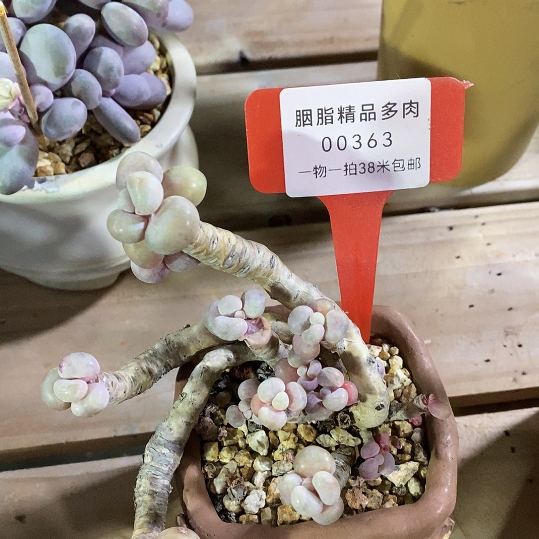 00363册几乎旅途了