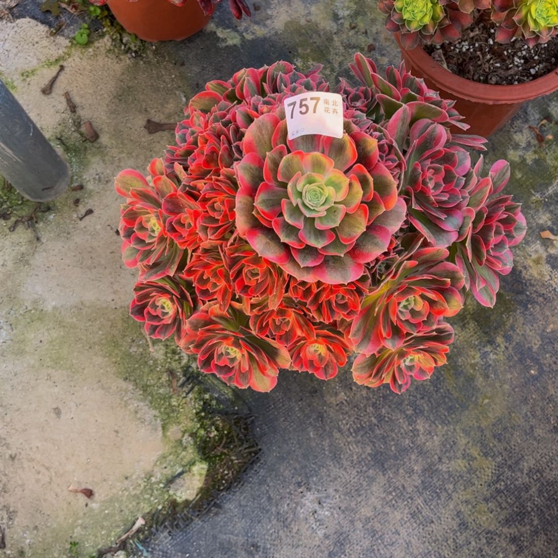 多肉女郎00000757