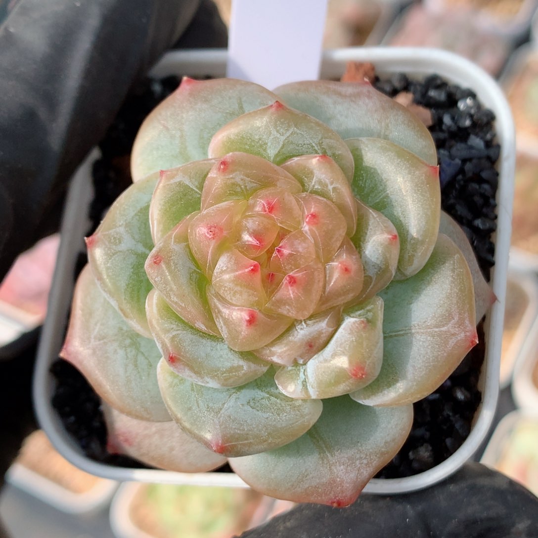 58包邮  群生不包整158