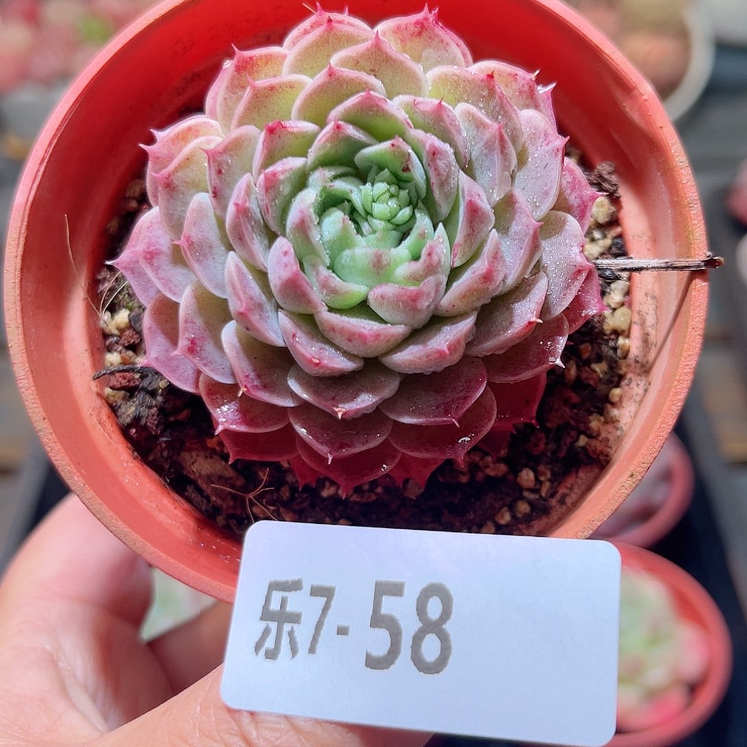 乐7-58 朱砂痣单头