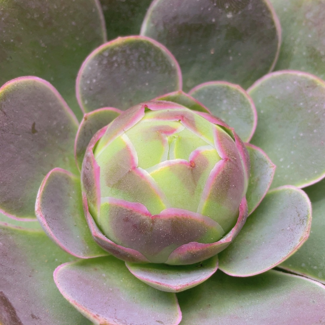 紫帕新年福利495