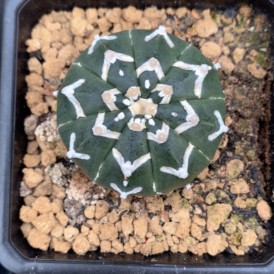 实生琉璃v兜4.7公分