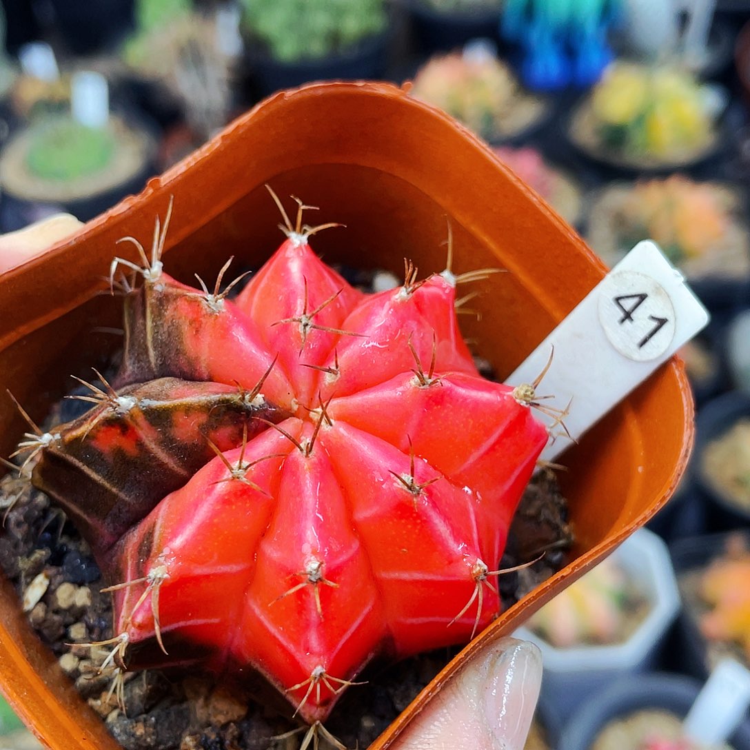 非偏远地区满25包邮仙人球