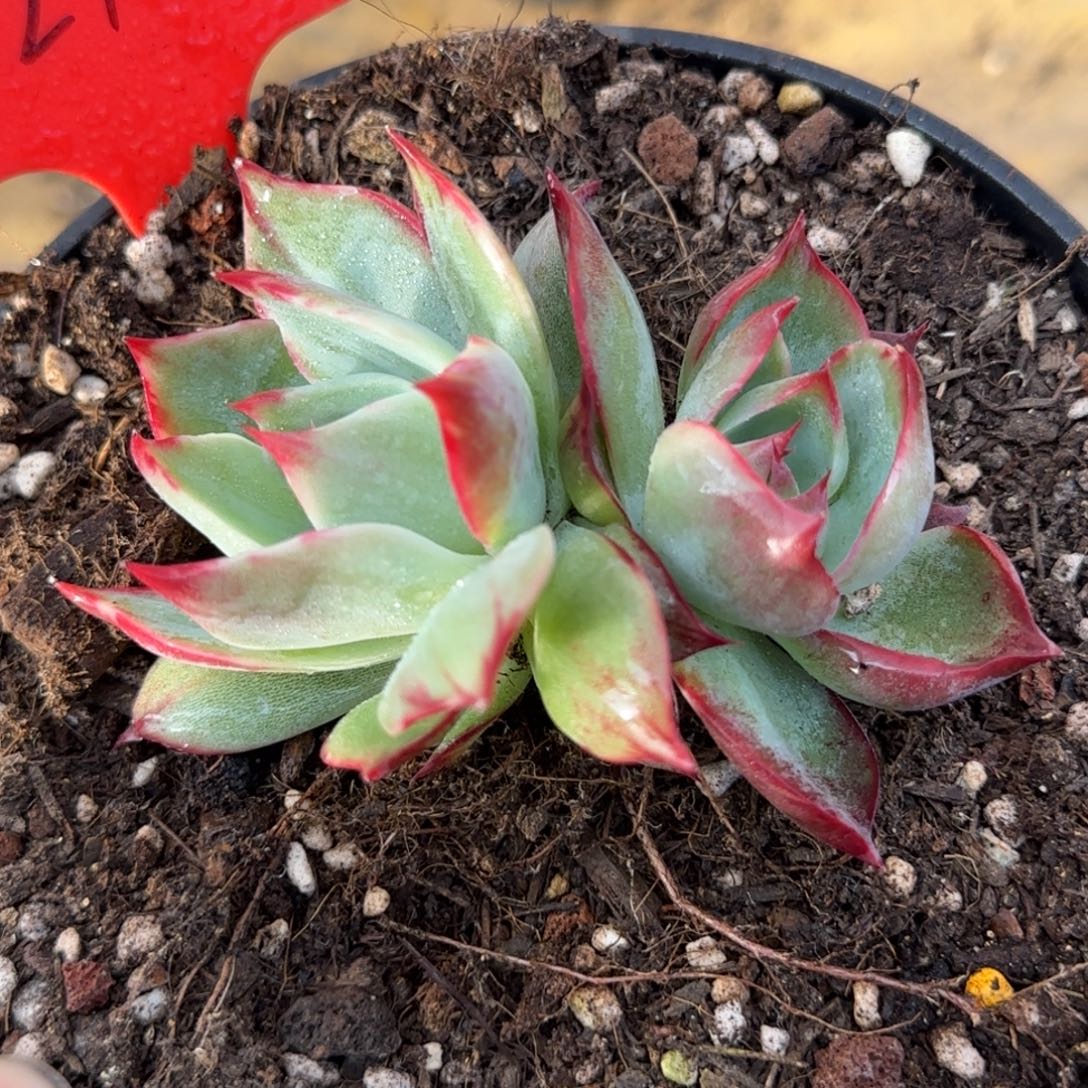 惊鸿一物一拍包装收缩花旱275