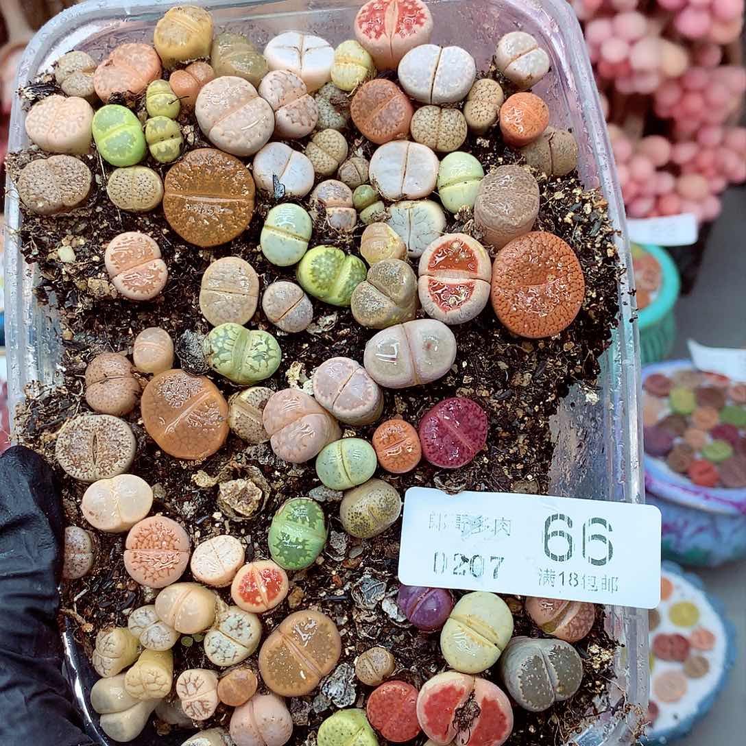 生石花满18包邮7-66