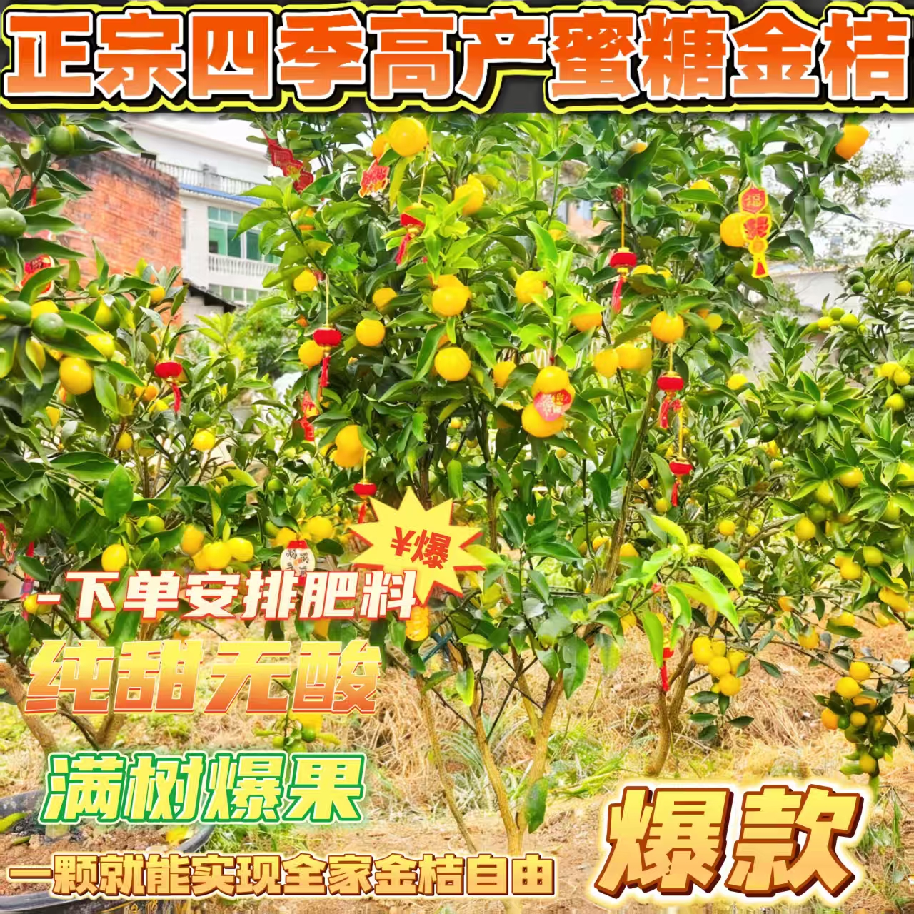高端盆栽【带果发货】高产四季蜜糖金桔盆栽可种适合南北方庭院种植